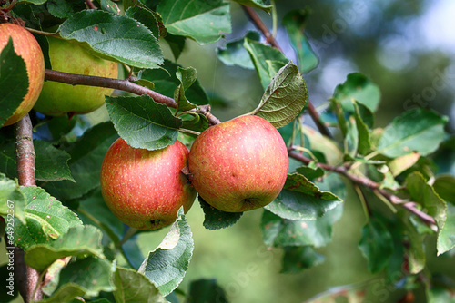 Piękne zdrowe jabłka na drzewie dojrzewają do zbioru.