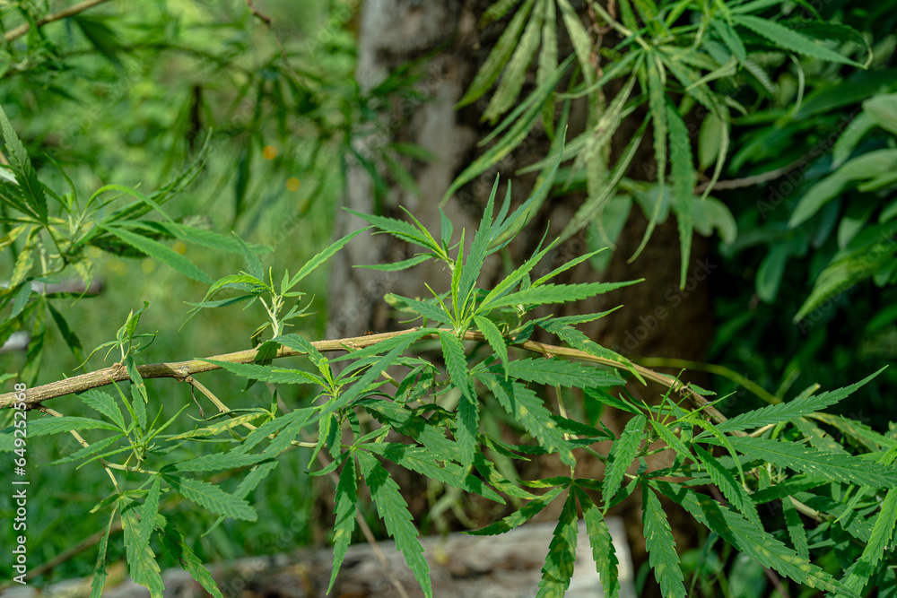 Cannabis plants that bloom have young green leaves. Cannabis plants that bloom have young green leaves.