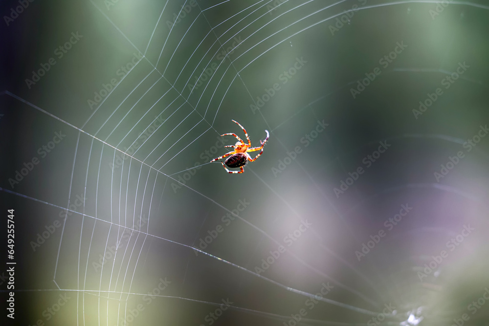 Pająk plecie swoją pajęczynę z owady.  - obrazy, fototapety, plakaty 