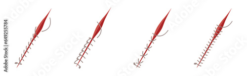 Baseball Stitches and Red Lace with Loop of Thread Isolated on White Background Vector Set