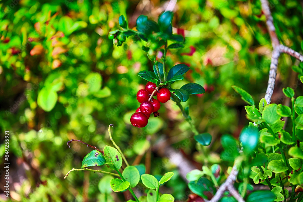 Fioletowa jagoda na krzaku w lesie. Jesienny smak.  - obrazy, fototapety, plakaty 