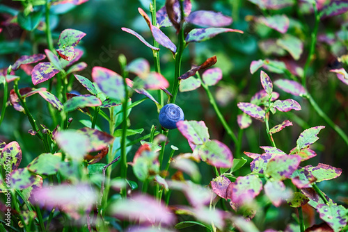 Fioletowa jagoda na krzaku w lesie. Jesienny smak. 