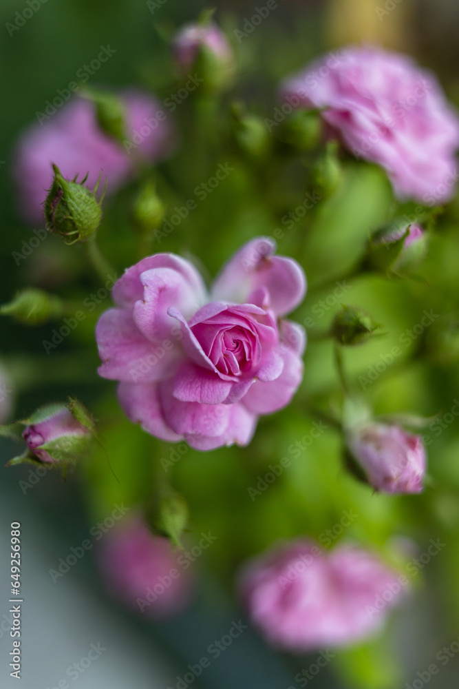 pink rose flower pink rose flower