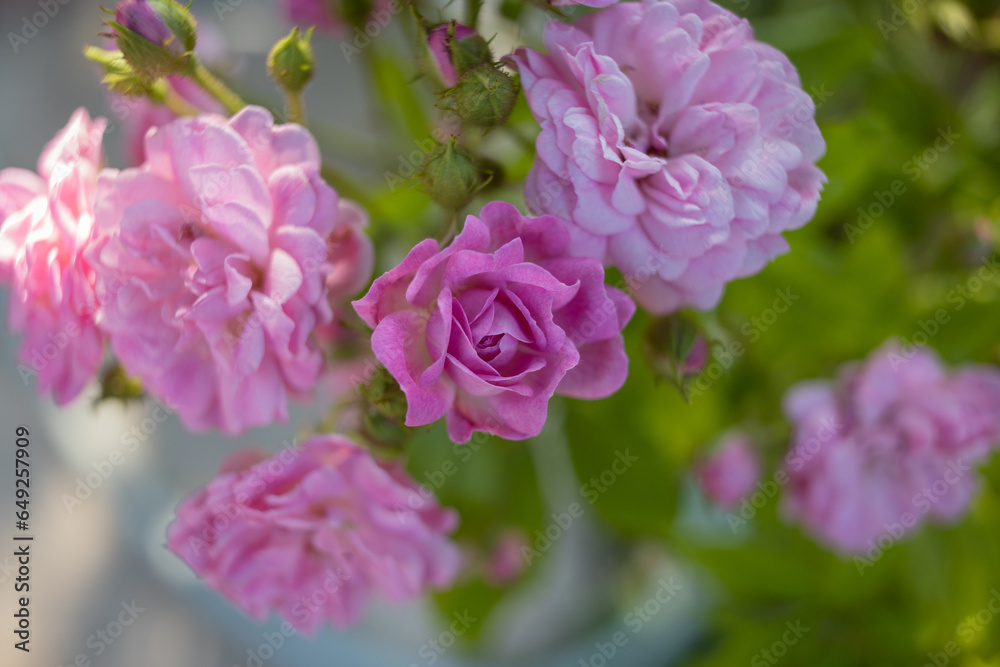 pink flowers pink flowers