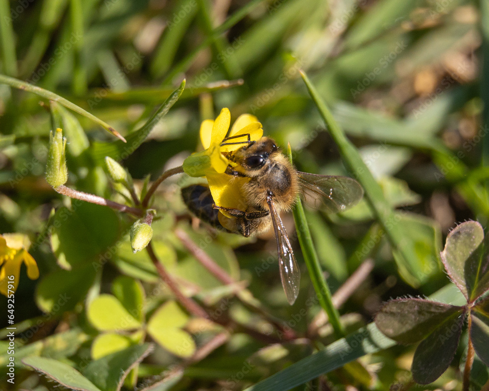 bee on a flower bee on a flower