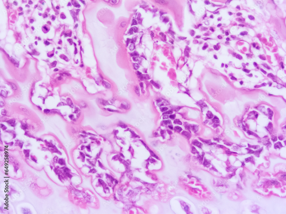 picture of histology human tissue with microscope from laboratory (not Illustration Designation)