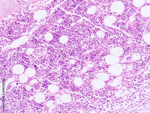 picture of histology human tissue with microscope from laboratory (not Illustration Designation)
