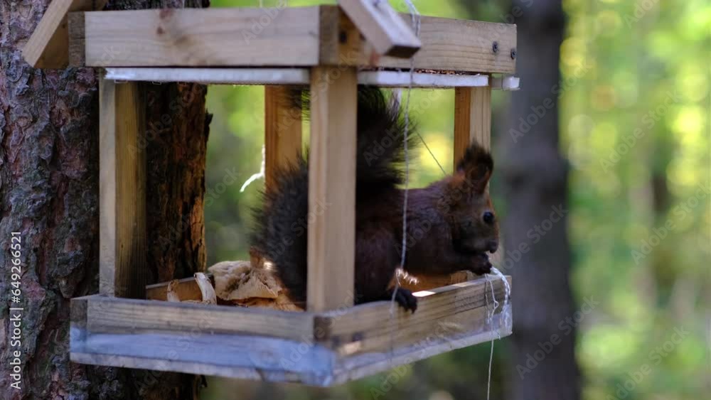 A beautiful red squirrel climbs a tree in search of food. A squirrel sits in a feeder eating nuts and seeds close-up.