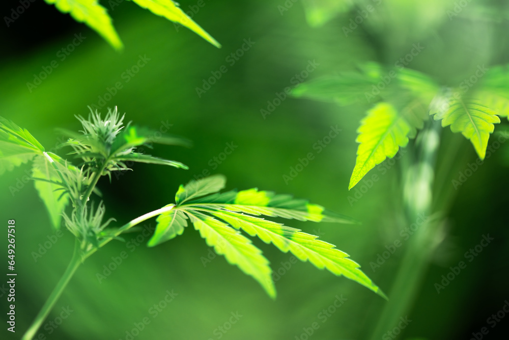 Fresh green leaves of cannabis marijuana close up. Medical marijuana growing concept Fresh green leaves of cannabis marijuana close up. Medical marijuana growing concept