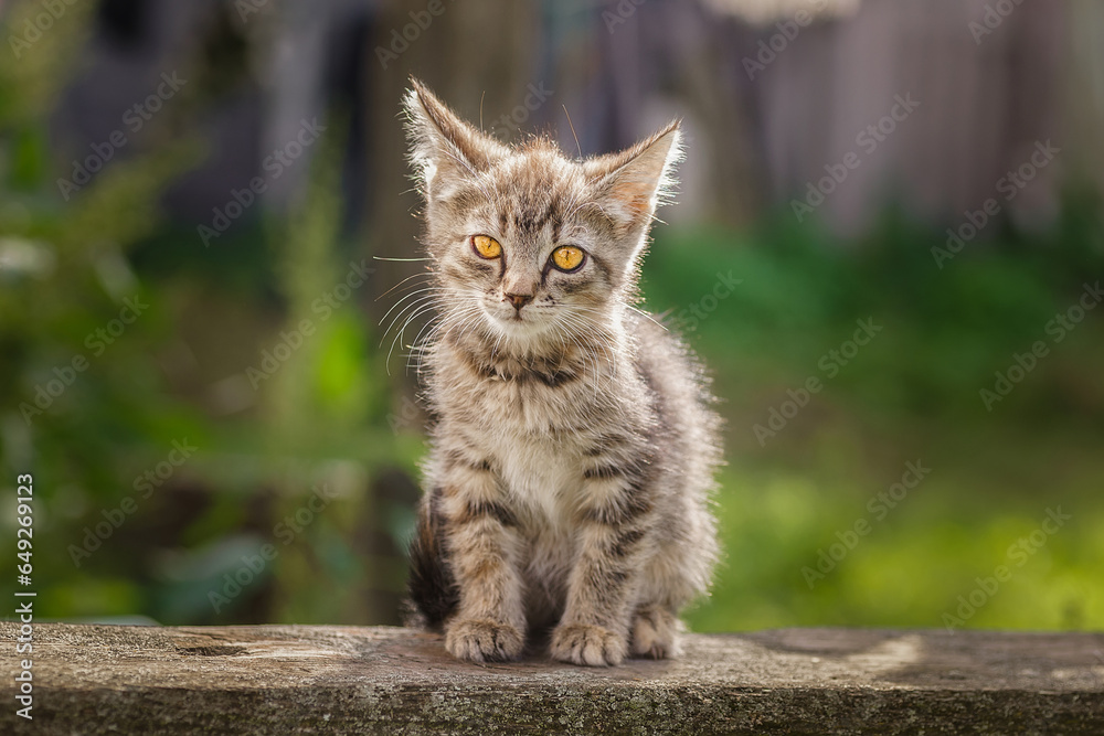 Naklejka premium Little newborn gray kitten are waiting for the cat. Cute funny home pets. Close up domestic animal. Kitten at three weeks old of life