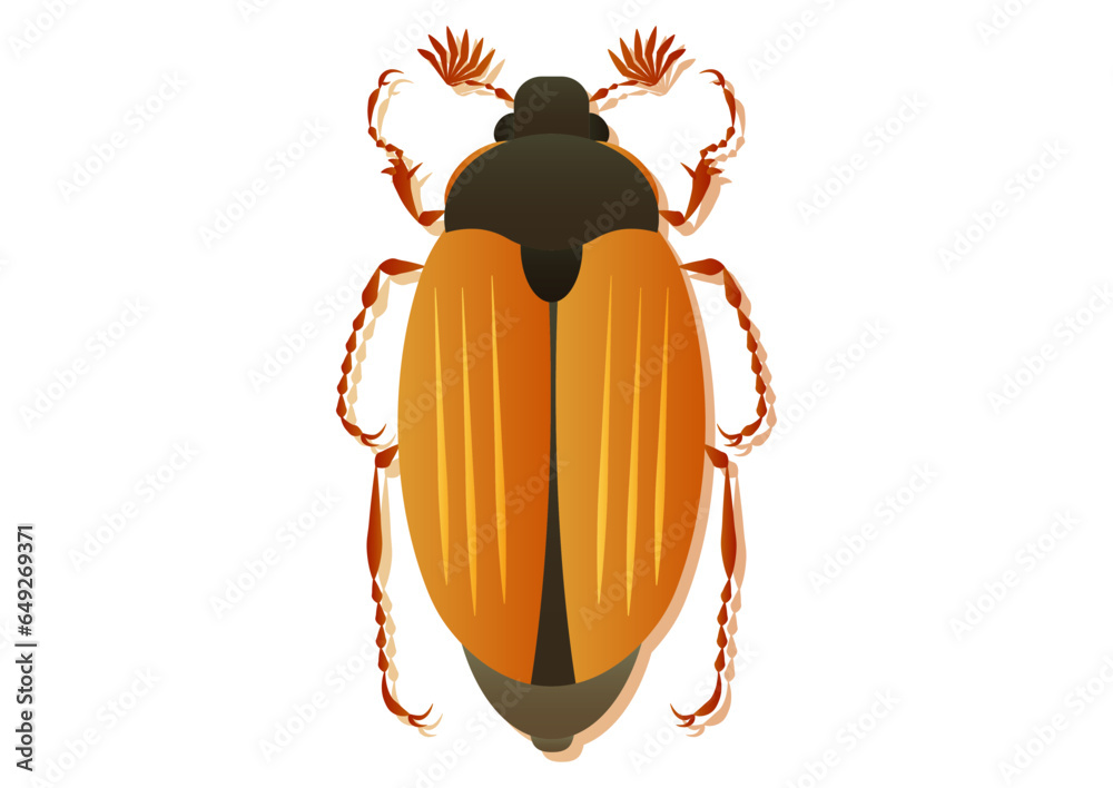 May Beetle Vector Art Isolated on White Background May Beetle Vector Art Isolated on White Background