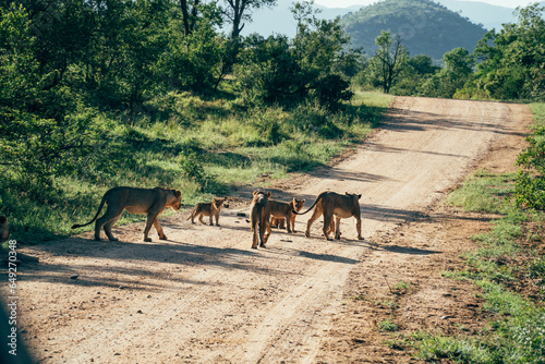 Pride of Lions walking along the road on safari in Kruger National Park, South Africa. photo