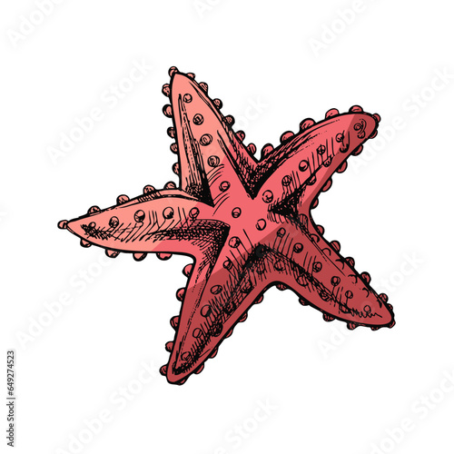 Hand drawn colored sketch of marine Starfish, ocean aquatic underwater vector. Engraving illustration on white background..