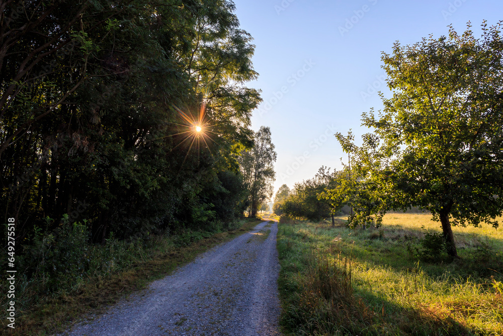 Sun rays fall on a road with autumn trees on the roadside