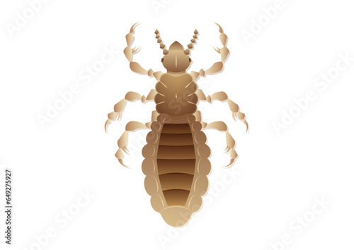 Louse Insect Vector Art isolated on White Background