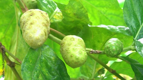 Close-up noni fruit tree in the plantation