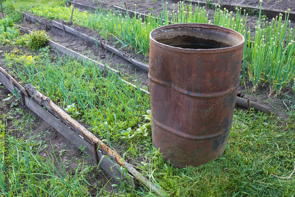 An old rusty metal barrel with water for irrigation stands on a vegetable bed of green onions. Typical country garden plot. An old rusty metal barrel with water for irrigation stands on a vegetable bed of green onions. Typical country garden plot.