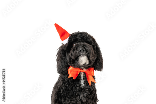 PNG, Christmas decorated dog isolated on white background