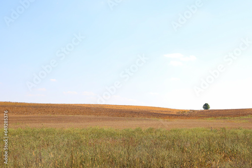 minimalist landscape tree in the field  field  sky  tree  smooth lines  sorghum field