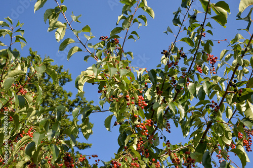 braum mit johanissbeeren beeren roten beeren himmel sommer herbst photo