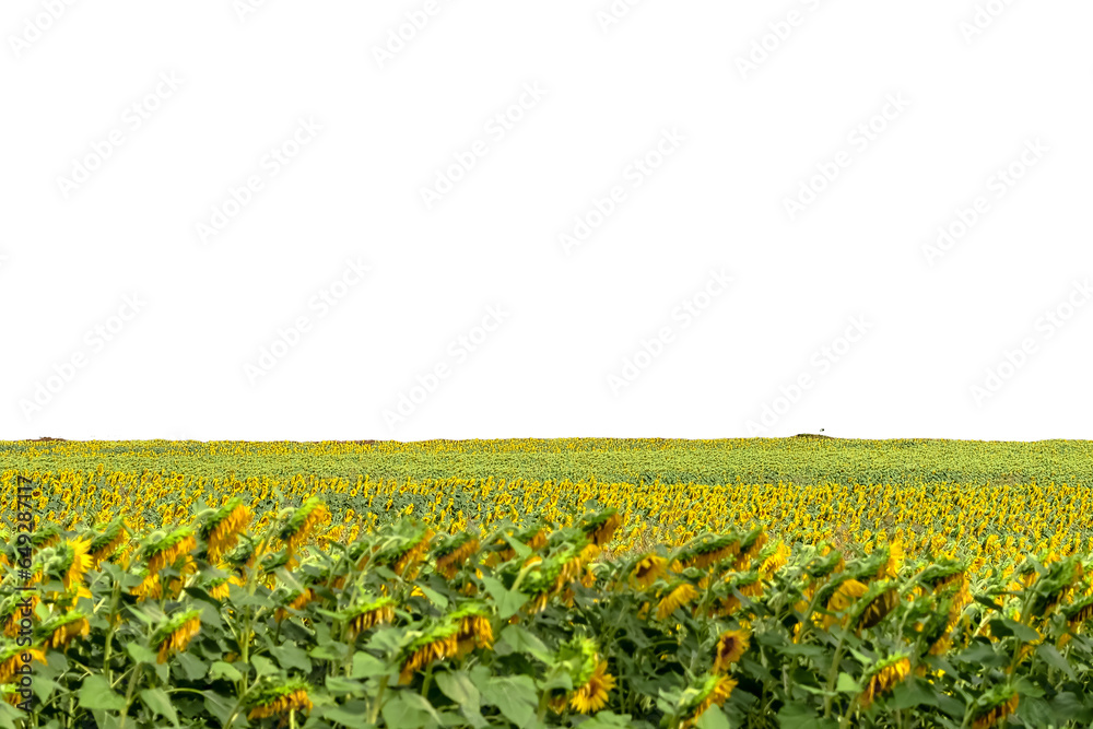 Fototapeta premium Panorama landscape of sunflower fields and background isolated on white. Landscapes of sunflower fields. Long rows of beautiful yellow sunflowers in the field. Wonderful panoramic view.