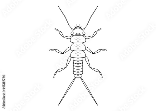 Black and White Stonefly Nymph Insect Clipart Vector isolated on White Background. Coloring Page of a Stonefly Nymph Insect