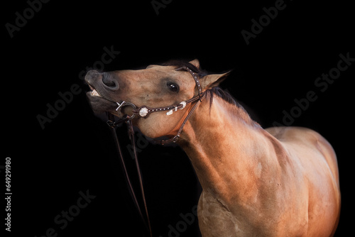 Pferd