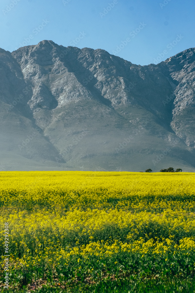Canola fields and mountains