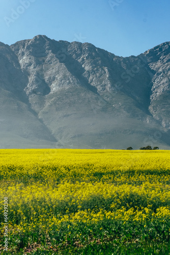 Canola fields and mountains