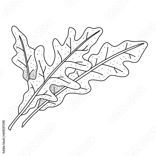 Arugula leaves vector isolated on white background. Herbal doodle style illustration. The best for design logo, menu, label, icon, stamp.