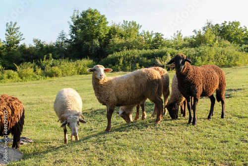 Sheep Grazing on Green Meadow at Sunset. Flock of Sheep Resting on Green Meadow at Dusk