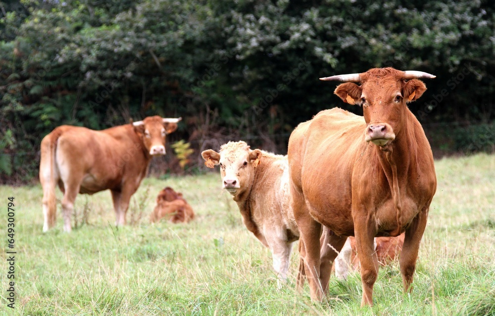 vaches et veaux du Limousin dans le pré.