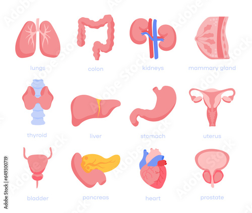 Human internal organ - Color icons. Set vector icons sign and symbols in flat design medicine and health with elements for mobile concepts and web apps. Collection modern infographic logo