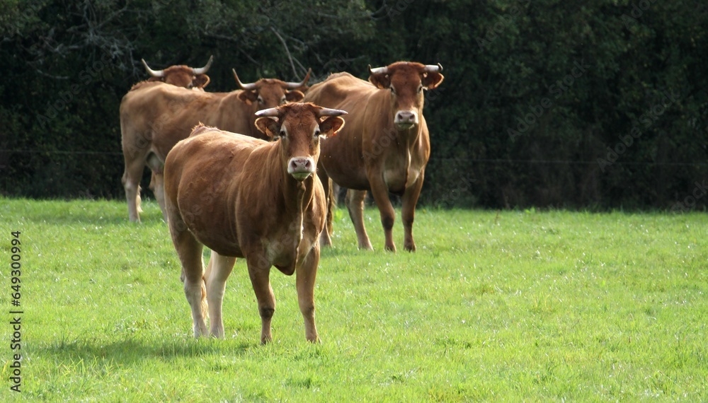 vaches et veaux du Limousin dans le pré. vaches et veaux du Limousin dans le pré.
