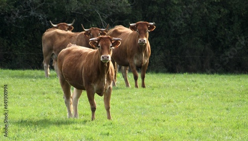 vaches et veaux du Limousin dans le pré. photo