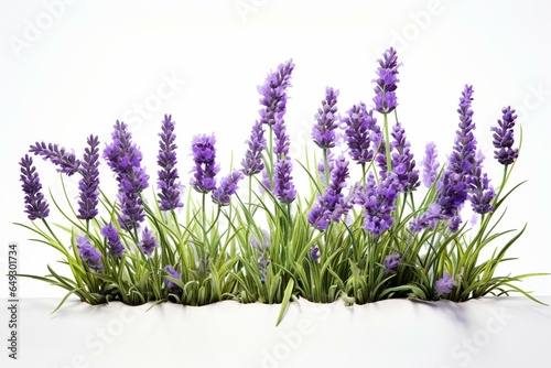 Lavender plants on white. Generative AI