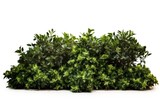 A lush green bush with vibrant leafs in a well-groomed gardening background, exemplifying nature's beauty and design.