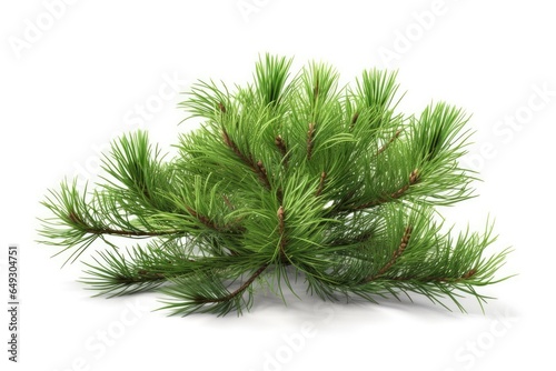 A fresh green pine branch  adorned with young needles and a decorative cone  symbolizing the beauty of nature in various seasons  including Christmas.