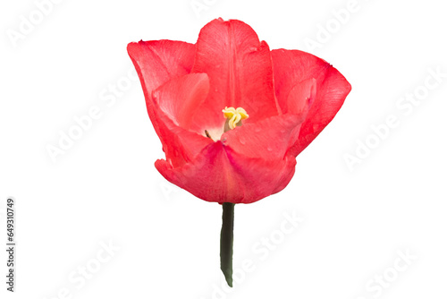 White background with Tulip flower. Isolated