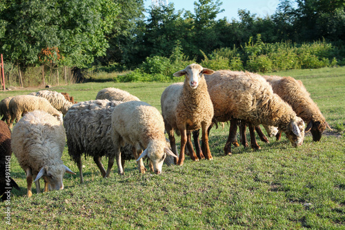 Peaceful Flock of Sheep Grazing in Serene Golden Hour Meadow. Sheep grazing at sunset. Nature farming