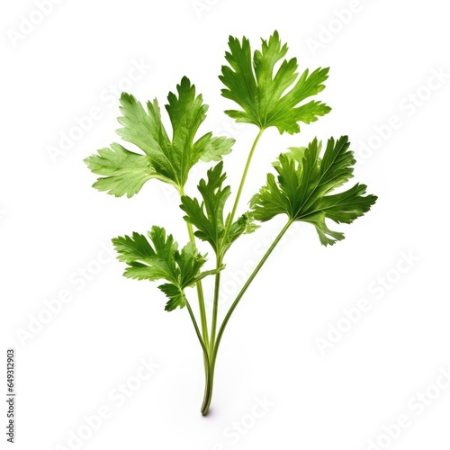 Chinese celery on White background, HD