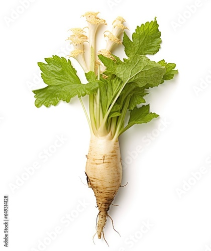 Horseradish Armoracia rusticana on White background, HD