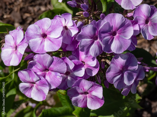 Garden Phlox (Phlox paniculata) 'Wanadis' growing and flowering with pale cobalt violet colored flowers, darker spots, carmine purple eyes