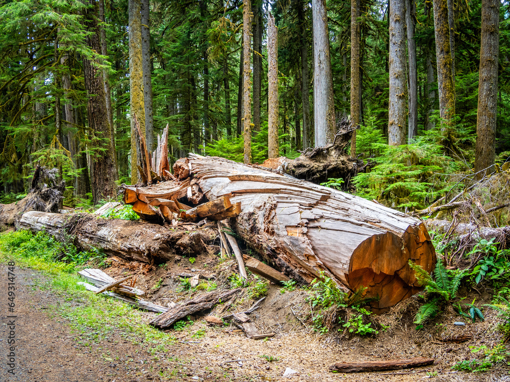 Rainforest in Central Cascades Washington Pacific North West