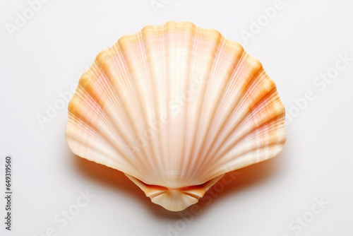 Pearlescent Seashell in Isolation