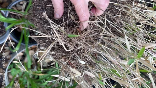 A woman removes dirt around roots of a pot-bound clump of bamboo photo