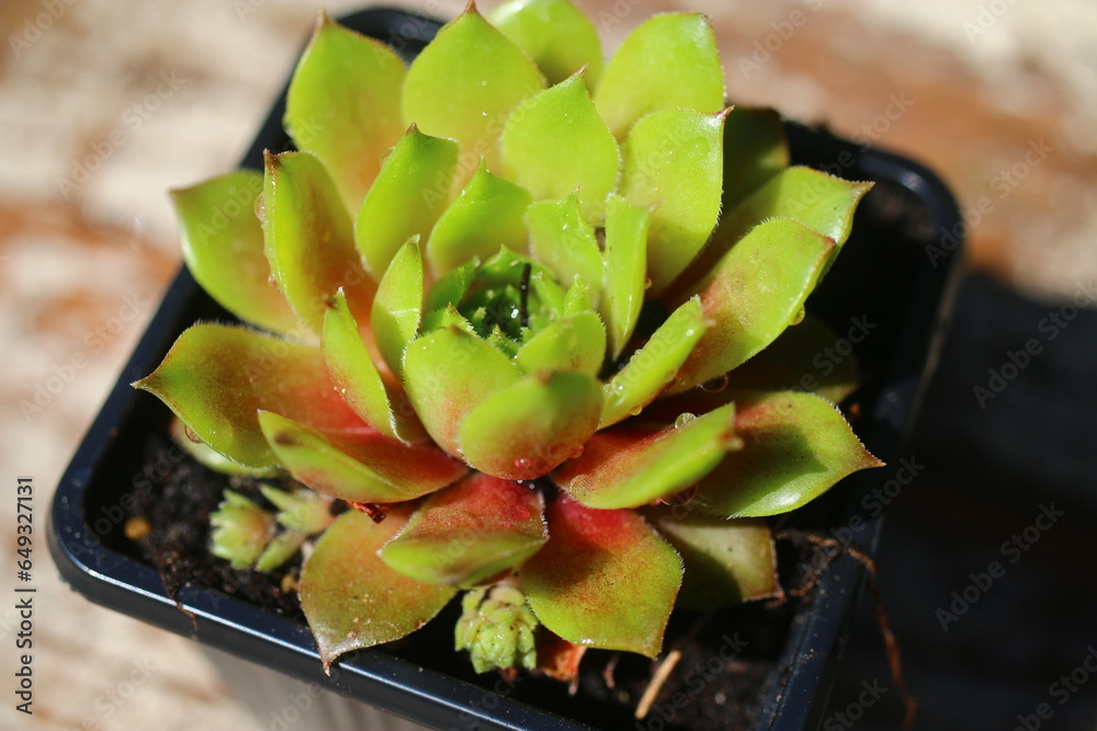 Naklejka premium Sempervivum rojnik ogrodowy