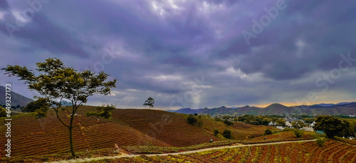 The scenic view of tea gardens in Hangzhou, China, under dark and overcast skies with heavy clouds