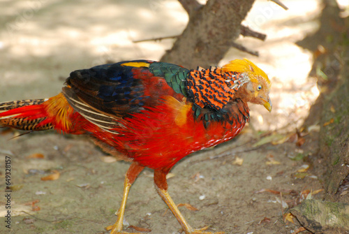 Very Colorful Tragopan Bird Walking Along
