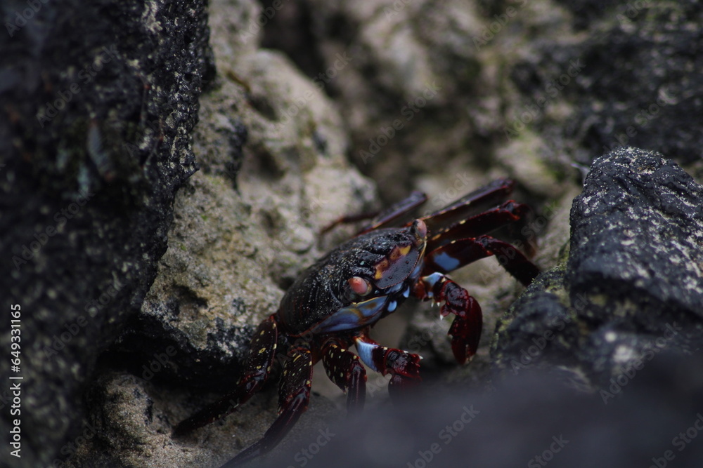 crab on the beach